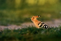 Dudek chocholaty - Upupa epops - Eurasian hoopoe 7730